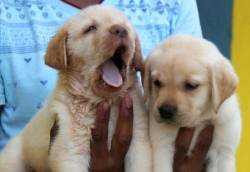 DogsIndia.com - Labrador Retriever - Mayaa's Kennels