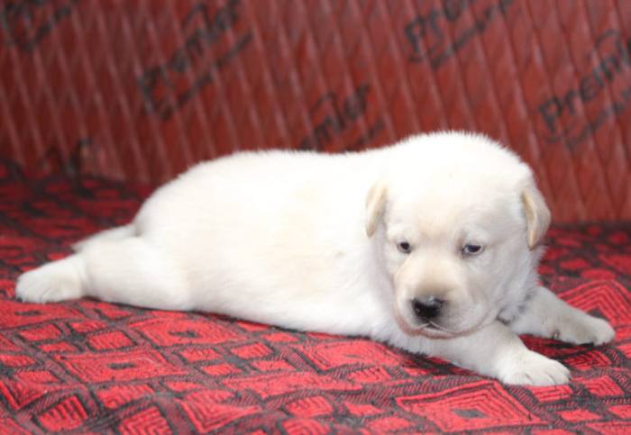 DogsIndia.com - Labrador Retriever - Mayaa Kennels