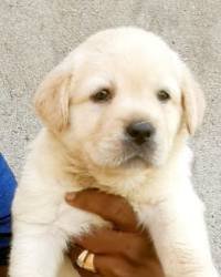 DogsIndia.com - Labrador Retriever - Muthu Kumar