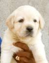 DogsIndia.com - Labrador Retriever - Muthu Kumar