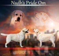 DogsIndia.com - Labrador Retriever - K.S.Nadh