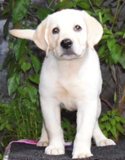 DogsIndia.com - Labrador Retriever - K.S.Nadh