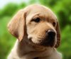 DogsIndia.com - Labrador Retriever - Neo Knight Kennels
