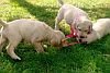 DogsIndia.com - Labrador Retriever - Nirmal