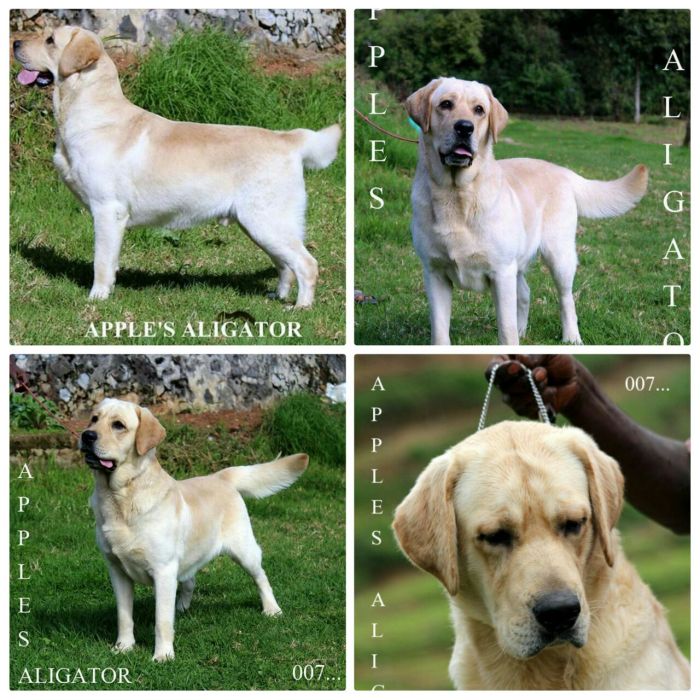 DogsIndia.com - Labrador Retriever - Nirmal
