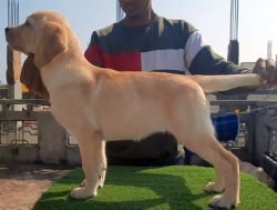 DogsIndia.com - Labrador Retriever - Nishmaar's Kennel