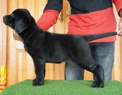 DogsIndia.com - Labrador Retriever - Nishmaar's Kennel