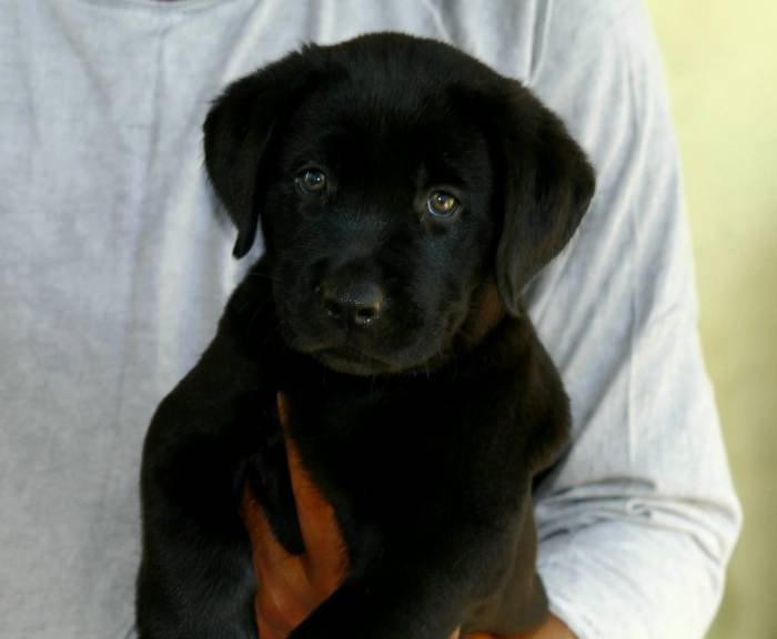 DogsIndia.com - Labrador Retriever - Nishmaar's Kennel