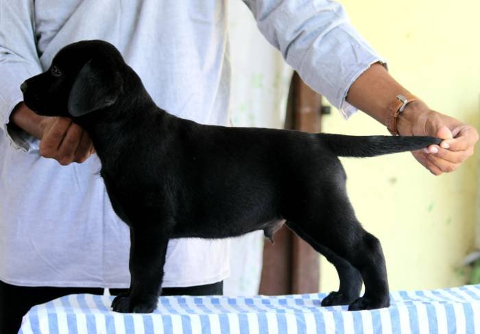 DogsIndia.com - Labrador Retriever - Nishmaar's Kennel