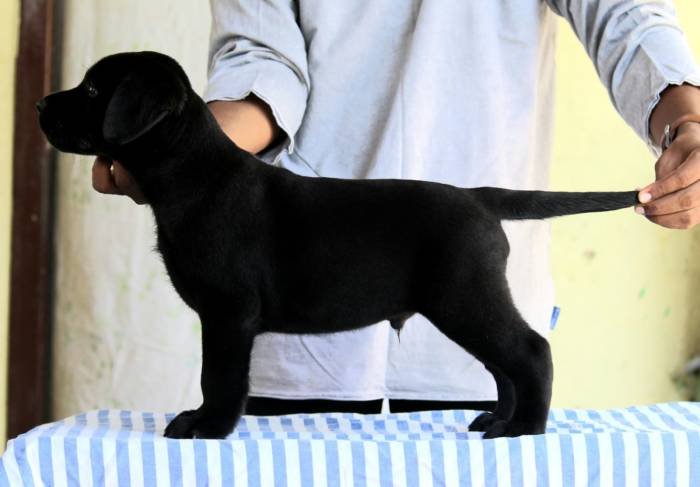 DogsIndia.com - Labrador Retriever - Nishmaar's Kennel