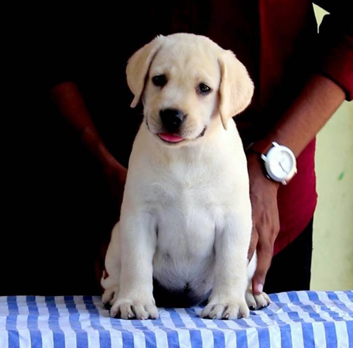 DogsIndia.com - Labrador Retriever - Nishmaar's Kennel