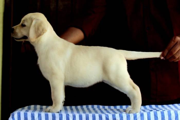 DogsIndia.com - Labrador Retriever - Nishmaar's Kennel