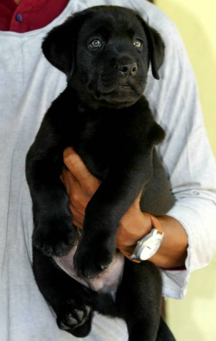 DogsIndia.com - Labrador Retriever - Nishmaar's Kennel