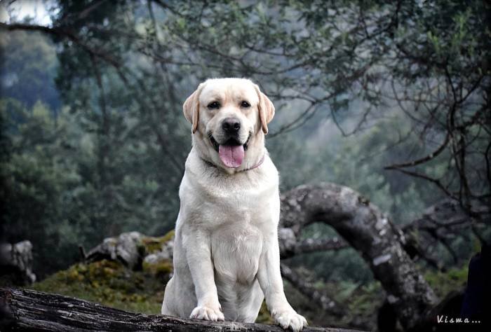 DogsIndia.com - Labrador Retriever - Nishmaar's Kennel