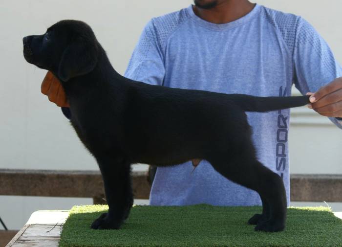 DogsIndia.com - Labrador Retriever - Nishmaar's Kennel