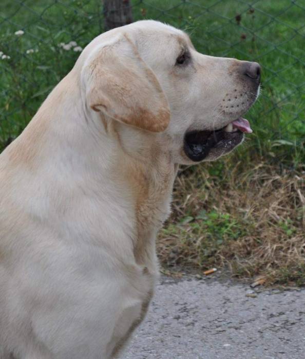 DogsIndia.com - Labrador Retriever - Nishmaar's Kennel