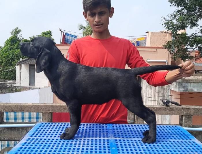 DogsIndia.com - Labrador Retriever - Nishmaar's Kennel
