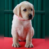 DogsIndia.com Labrador Retriever Nishmaar's Kennel