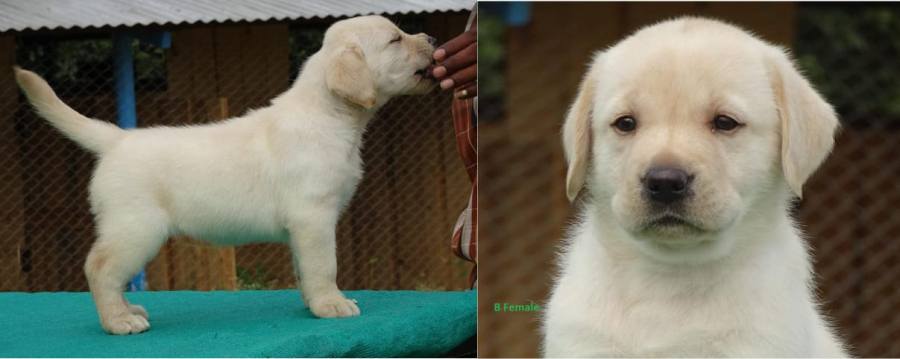 DogsIndia.com - Labrador Retriever - Prasanna (Coimbatore)