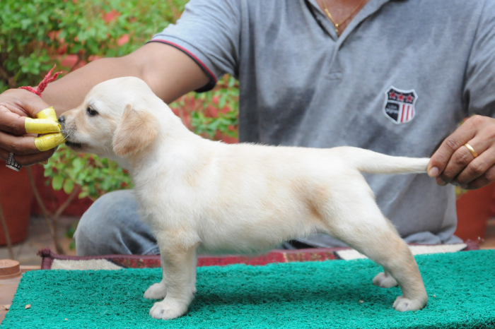DogsIndia.com - Labrador Retriever - Rajesh Poojary - Birva Kennel