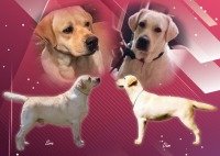 DogsIndia.com - Labrador Retriever - Aapas Kennel - Saravanan