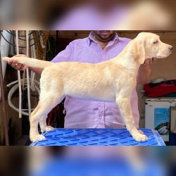 DogsIndia.com - Labrador Retriever - Shtam