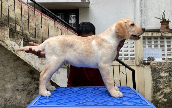 DogsIndia.com - Labrador Retriever - Shtam
