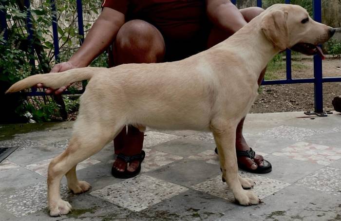 DogsIndia.com - Labrador Retriever - Shyam