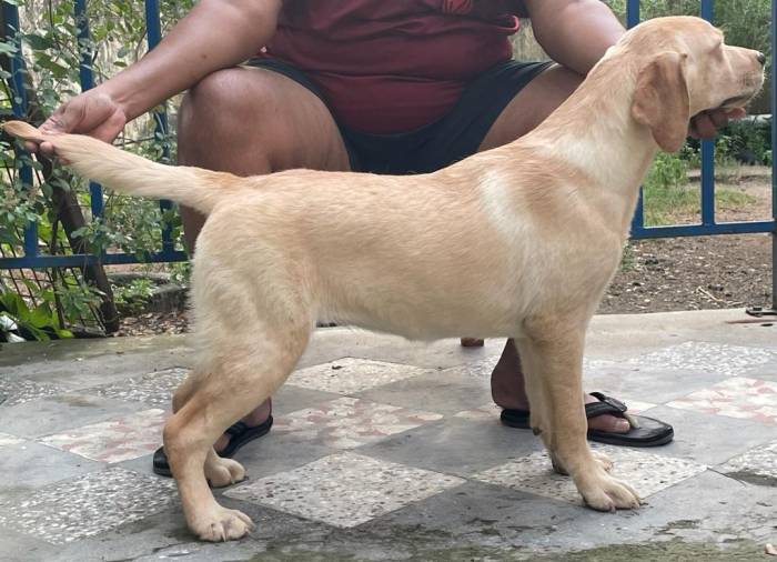DogsIndia.com - Labrador Retriever - Shyam