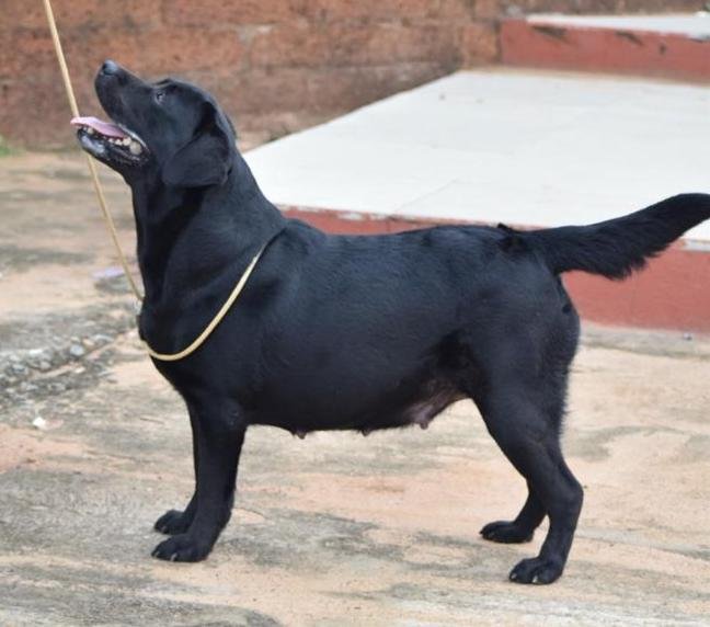 DogsIndia.com - Labrador Retriever - Siva (Ooty)