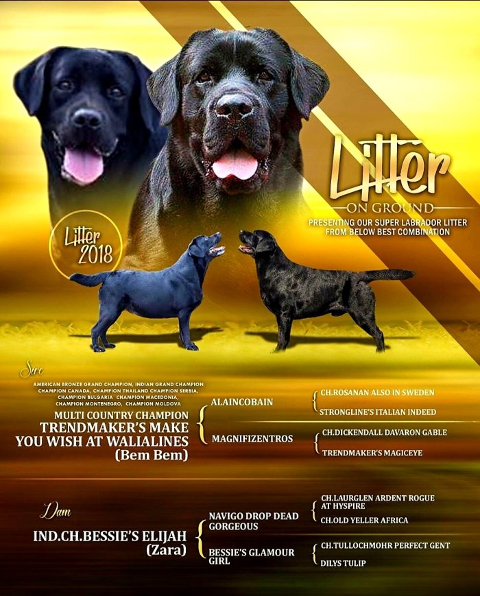 DogsIndia.com - Labrador Retriever - Siva (Ooty)