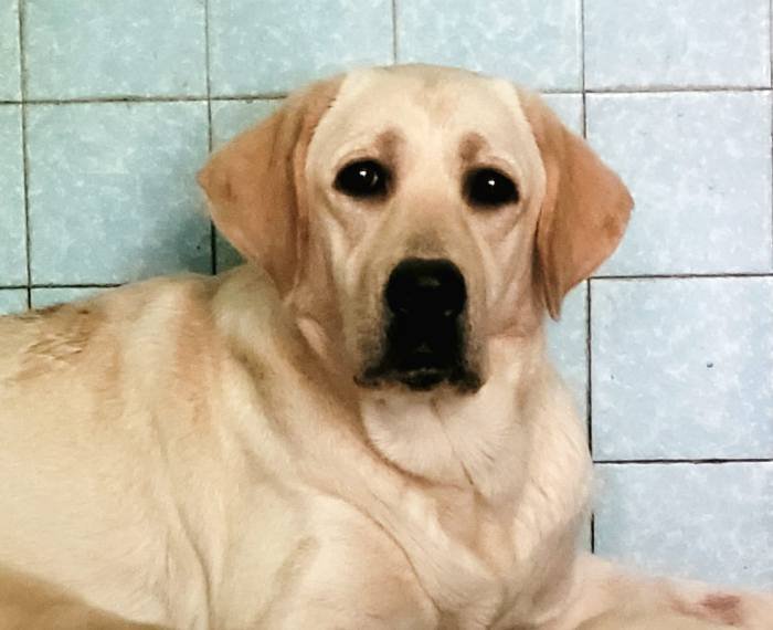 DogsIndia.com - Labrador Retriever - Rajan