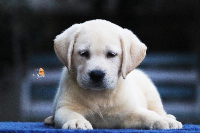 DogsIndia.com - Labrador Retriever - Rajan