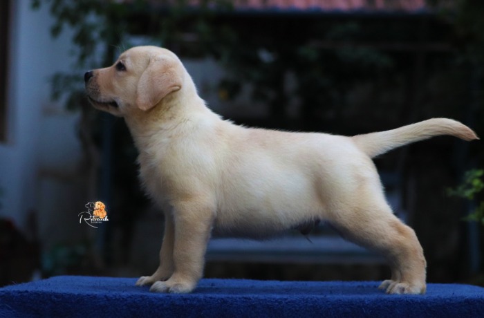 DogsIndia.com - Labrador Retriever -  Rajan