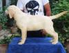 DogsIndia.com - Labrador Retriever -  Rajan