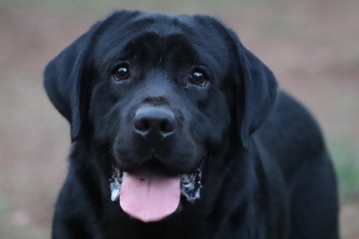 DogsIndia.com - Labrador Retriever - Rajan