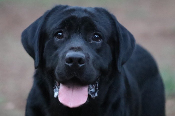 DogsIndia.com - Labrador Retriever -  Rajan