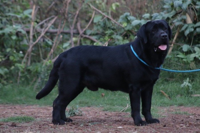 DogsIndia.com - Labrador Retriever - Rajan