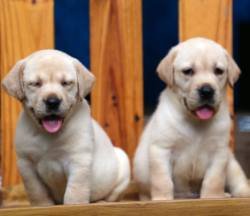 DogsIndia.com - Labrador Retriever - Sunflames - Rajan