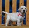 DogsIndia.com - Labrador Retriever - Sunflames - Rajan