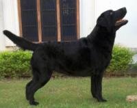 DogsIndia.com - Labrador Retriever - Sunflame Labradors - Rajan