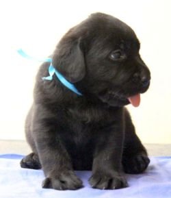DogsIndia.com - Labrador Retriever - Sunflame Labradors - Rajan