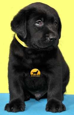 DogsIndia.com - Labrador Retriever - Sunflame Labradors - Rajan