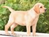 DogsIndia.com - Labrador Retriever