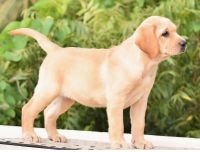 DogsIndia.com - Labrador Retriever