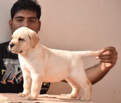 DogsIndia.com - Labrador Retriever - Tahiti Kennels