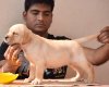 DogsIndia.com - Labrador Retriever - Tahiti Kennels