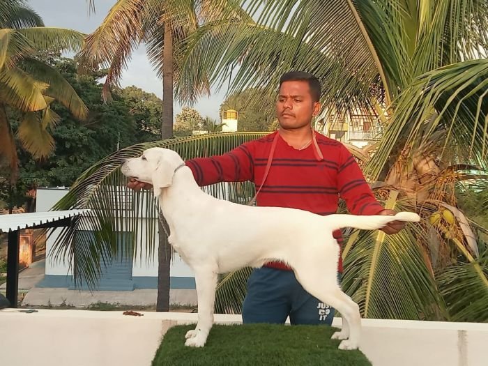 DogsIndia.com Labrador Umesh