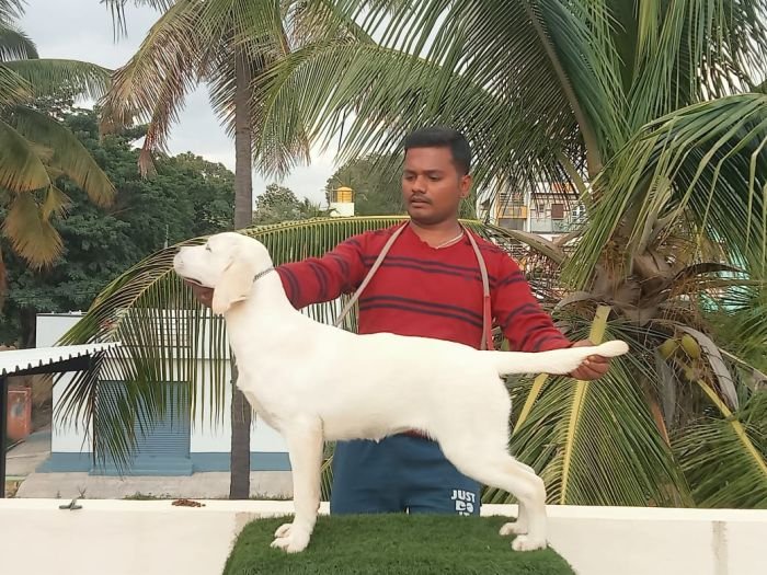 DogsIndia.com Labrador Umesh