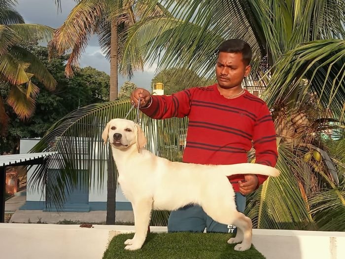 DogsIndia.com Labrador Umesh